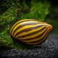 Zebra Nerite Snail