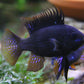 Black Ram