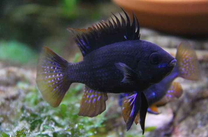 Black Ram