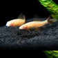 Albino Rainbow Shark (S)