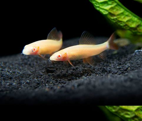 Albino Rainbow Shark (S)