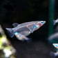 Indian Ricefish