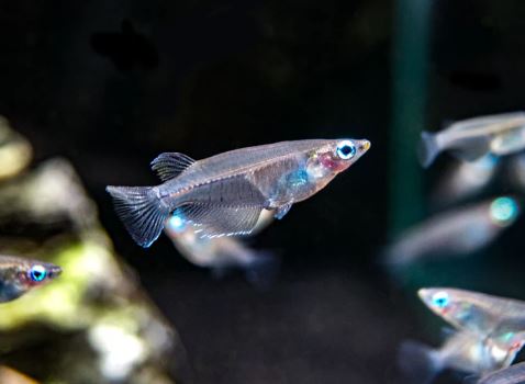 Indian Ricefish