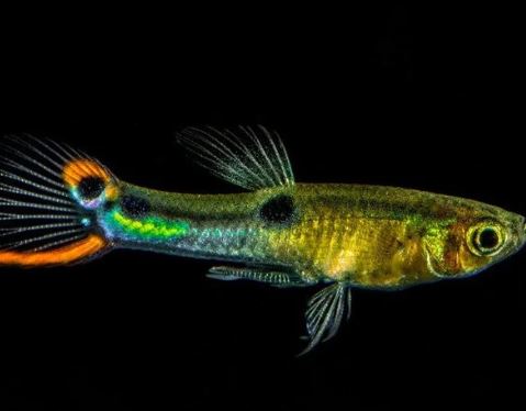 El Dorado Endler Male