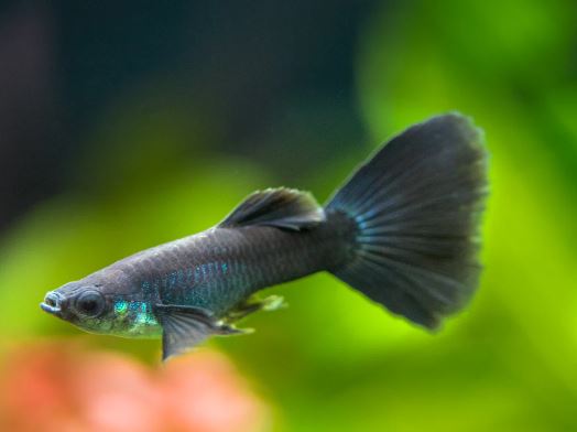 Black Moscow Guppy Males