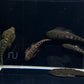 Hillstream loach / Chinese UFO Loach