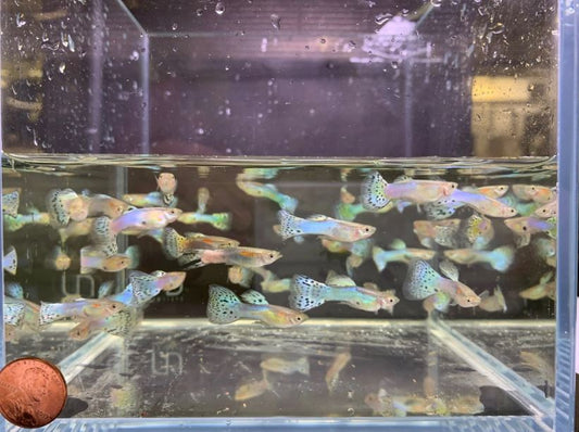 Japanese Blue Tail Guppy Males