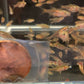 Exclamation Point Rasbora