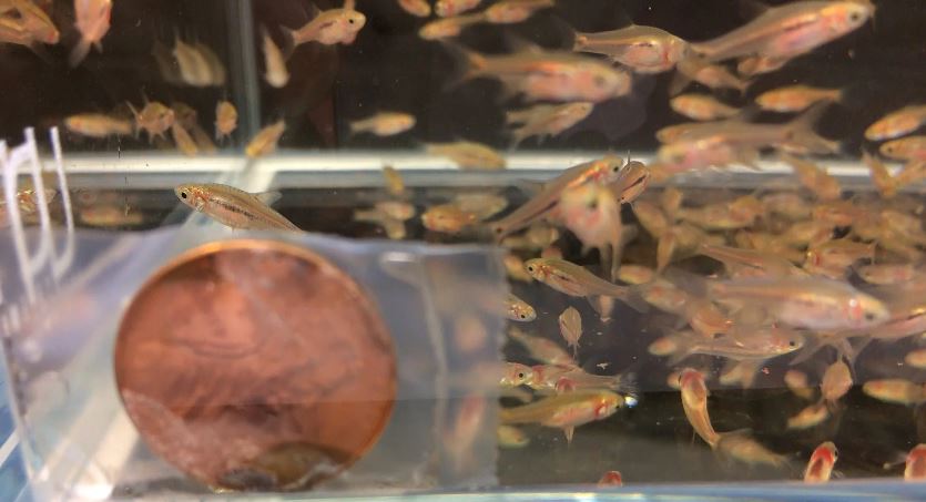 Exclamation Point Rasbora