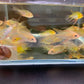 Gold Veiltail Ram