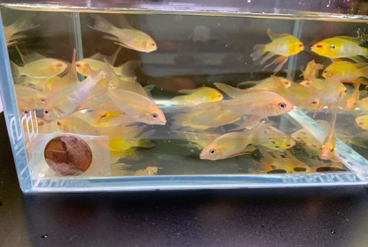 Gold Veiltail Ram