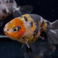 Calico Ranchu Goldfish - 3"