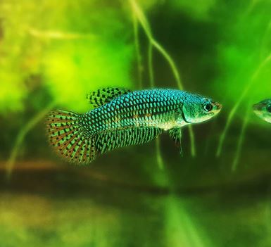Green/Turquoise Alien Betta