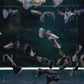 Black Moscow Guppy Males