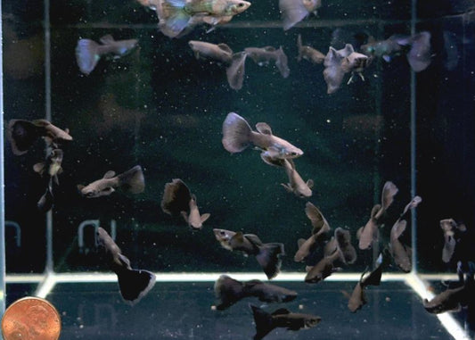 Black Moscow Guppy Males