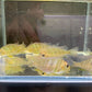 Red Head Tapajo - 1.5"