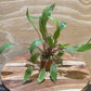Cryptocoryne undulatus Pot Live Aquarium Plants