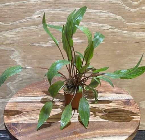 Cryptocoryne undulatus Pot Live Aquarium Plants
