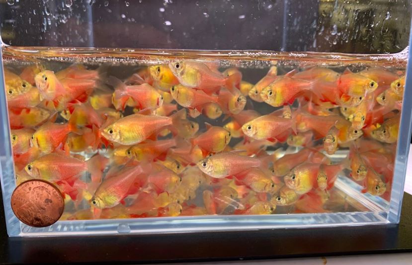Orange (Von Rio) Tetra