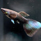8 Black Moscow Guppy Males