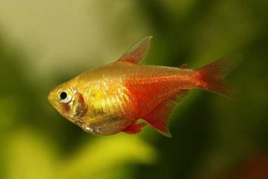 Orange (Von Rio) Tetra
