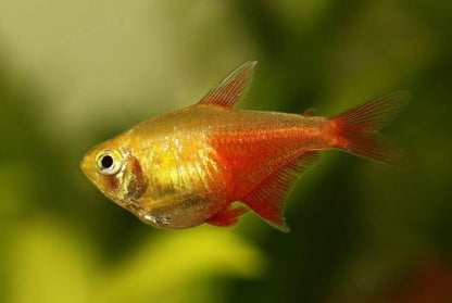 Orange (Von Rio) Tetra