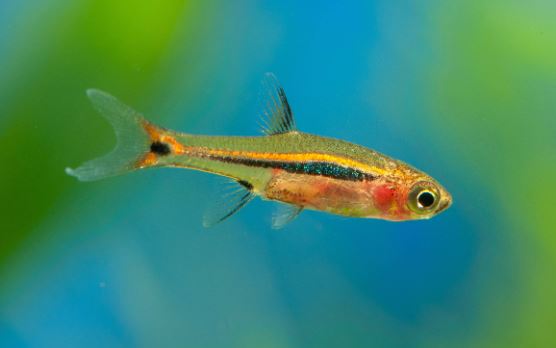 Exclamation Point Rasbora