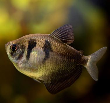 Black Skirt Tetra