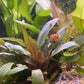 Cryptocoryne undulatus Pot Live Aquarium Plants