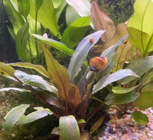 Cryptocoryne undulatus Pot Live Aquarium Plants