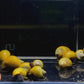 Jade Mystery Snail