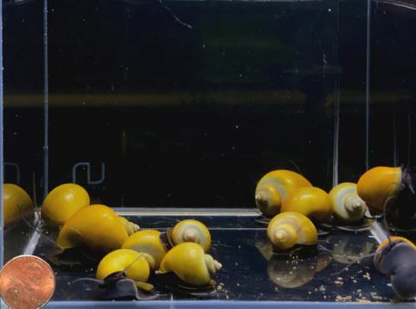 Jade Mystery Snail