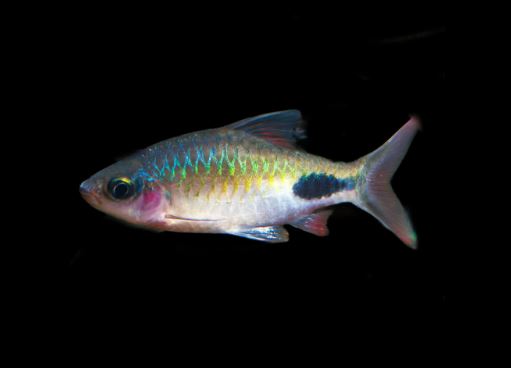 Rohani Barb