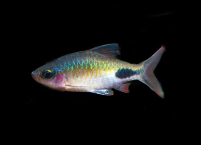 Rohani Barb