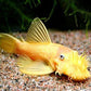 Hi-Fin Albino Yellow Bristlenose Pleco (1.25"-2")