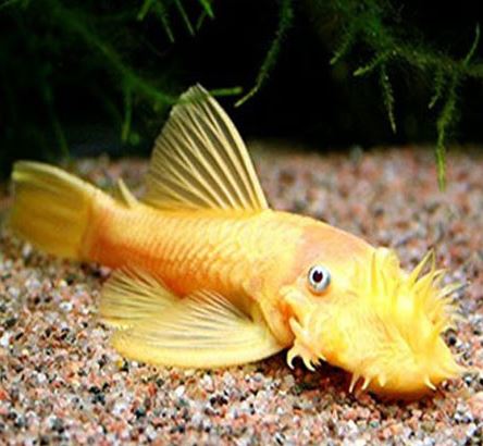 Hi-Fin Albino Yellow Bristlenose Pleco (1.25"-2")