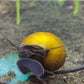 Jade Mystery Snail