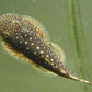 Hillstream Loach / Borneo Sucker