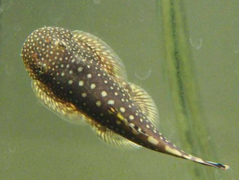 Hillstream Loach / Borneo Sucker