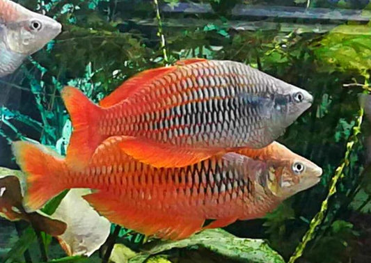 Lake Kurumoi Rainbow