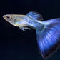 Japanese Blue Tail Guppy Males