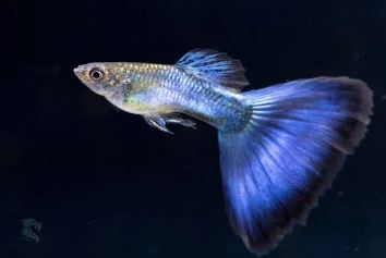 Japanese Blue Tail Guppy Males