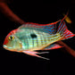 Red Head Tapajo - 1.5"