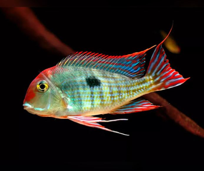 Red Head Tapajo - 1.5"