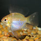 Gold Veiltail Ram