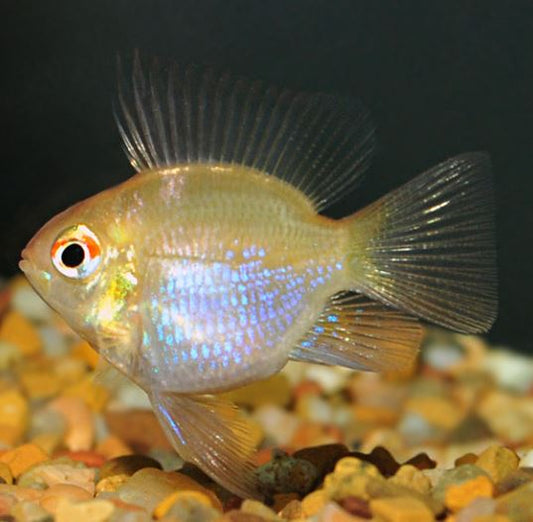 Gold Veiltail Ram