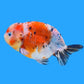Calico Ranchu Goldfish - 3"