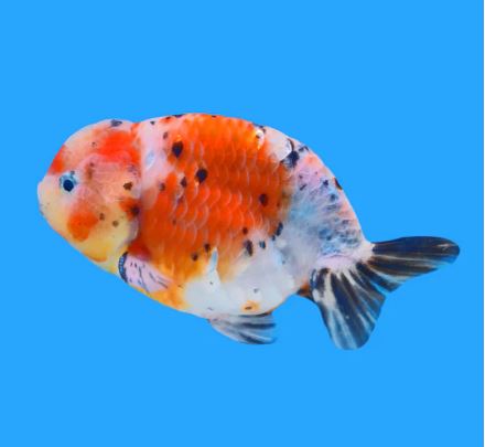 Calico Ranchu Goldfish - 3"