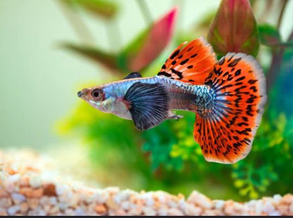 Dumbo Ear Guppy Males