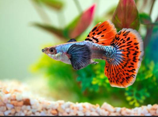 Dumbo Ear Guppy Males
